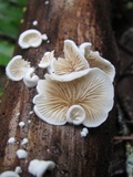 Crepidotus versutus image