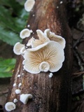 Crepidotus versutus image