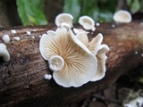 Crepidotus versutus image