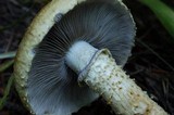 Stropharia kauffmanii image