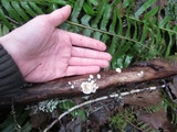 Crepidotus versutus image