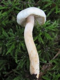 Inocybe whitei image