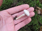 Inocybe whitei image
