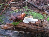 Postia fragilis image