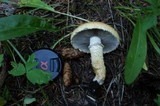 Stropharia kauffmanii image