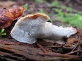 Postia fragilis image
