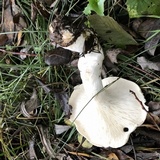 Leucopaxillus albissimus image
