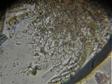 Sporormiella teretispora image