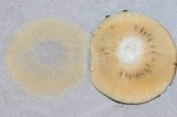 Russula aeruginea image