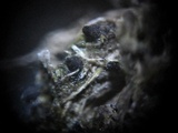 Sporormiella teretispora image