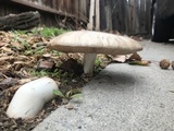 Pluteus petasatus image