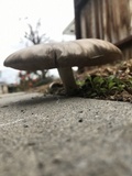 Pluteus petasatus image