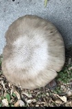 Pluteus petasatus image