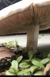 Pluteus petasatus image
