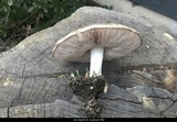 Pluteus petasatus image