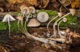 Mycena bulliformis image
