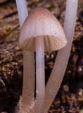 Mycena bulliformis image