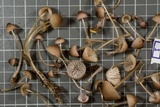 Mycena bulliformis image