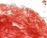 Mycena bulliformis image