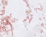 Mycena bulliformis image