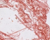 Mycena bulliformis image