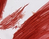Mycena bulliformis image
