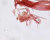 Mycena bulliformis image