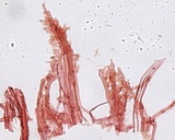 Mycena bulliformis image