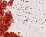 Mycena bulliformis image