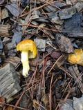 Bolbitius titubans var. olivaceus image