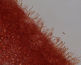 Mycena bulliformis image