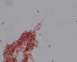 Mycena bulliformis image
