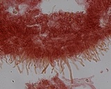Mycena bulliformis image