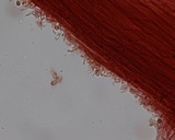 Mycena bulliformis image