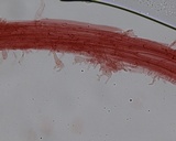 Mycena bulliformis image