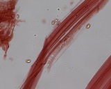 Mycena bulliformis image