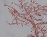 Mycena bulliformis image