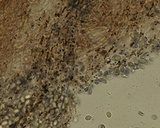 Mycena bulliformis image