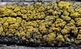 Candelariella vitellina image