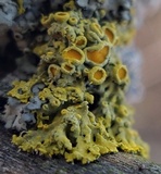 Xanthomendoza hasseana image