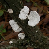 Poronidulus conchifer image