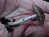 Psathyrella longistriata image