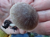 Psathyrella longistriata image