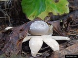 Myriostoma coliforme image