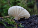 Pleurotopsis longinqua image