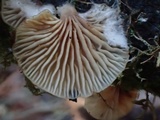 Pleurotopsis longinqua image