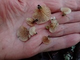 Pleurotopsis longinqua image