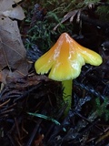 Hygrocybe acutoconica image
