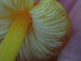 Hygrocybe acutoconica image