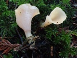 Guepinia helvelloides image
